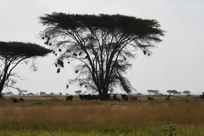 DSC_4116 (Large).JPG